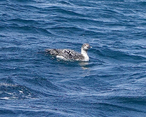 great northern diver